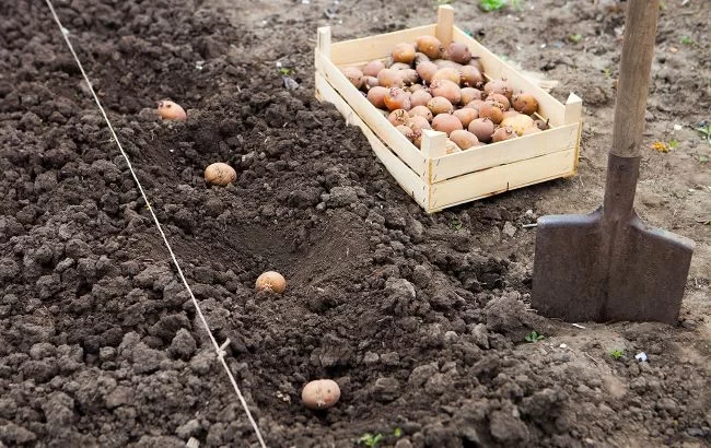 Когда в 2024 году нужно сажать картошку: запомните эти правила