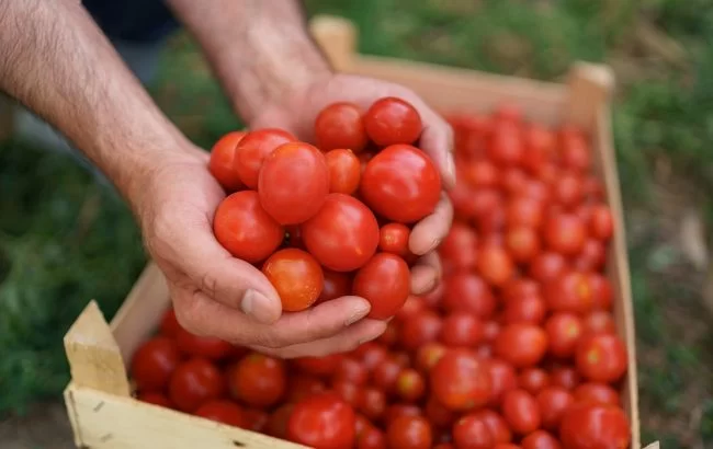 20 кг урожая с куста. 5 лучших сортов помидоров, которые "завалят" вас плодами