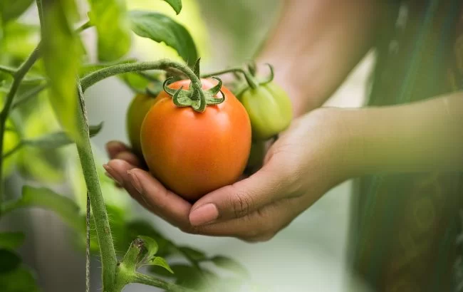 20 кг урожая с куста. 5 лучших сортов помидоров, которые "завалят" вас плодами