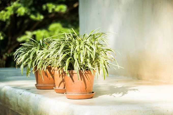 5 неприхотливых комнатных растений, которые улучшат ваше здоровье