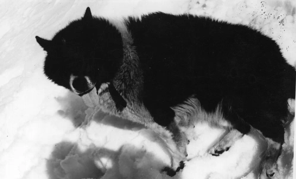 5 пород собак, которые навсегда исчезли: как выглядели животные и почему они вымерли