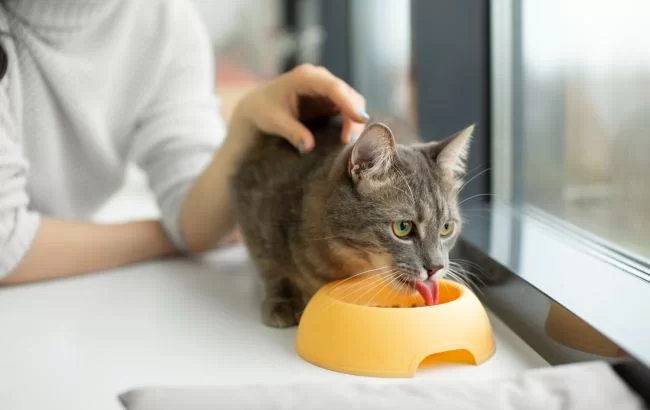 Ветеринар рассказала, можно ли котам пить молоко: вы будете удивлены