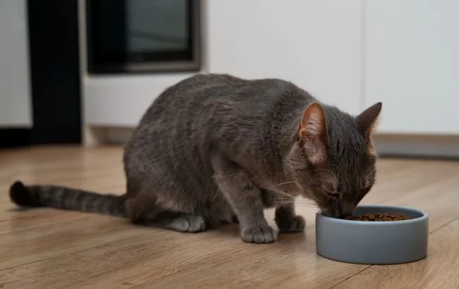 Ветеринар рассказала, можно ли кошек кормить собачьим кормом