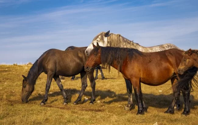 Ученые объяснили, почему на самом деле лошади спят стоя: догадаются единицы