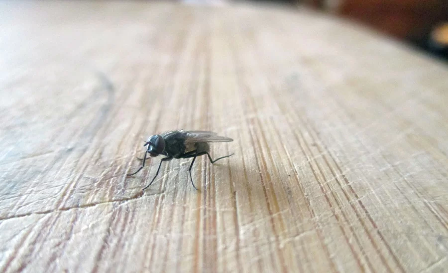 Готовимся к лету: как быстро избавиться от мух в доме